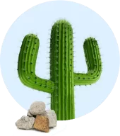 Nothing found cactus